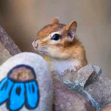 Load image into Gallery viewer, Nutmeg the Chipmunk Fun Facts for (6+) kids
