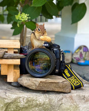 Load image into Gallery viewer, Book: My Life is Nuts! A Chipmunks Tale
